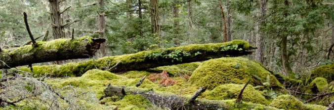 cropped-mossy_outcropping-header.jpg